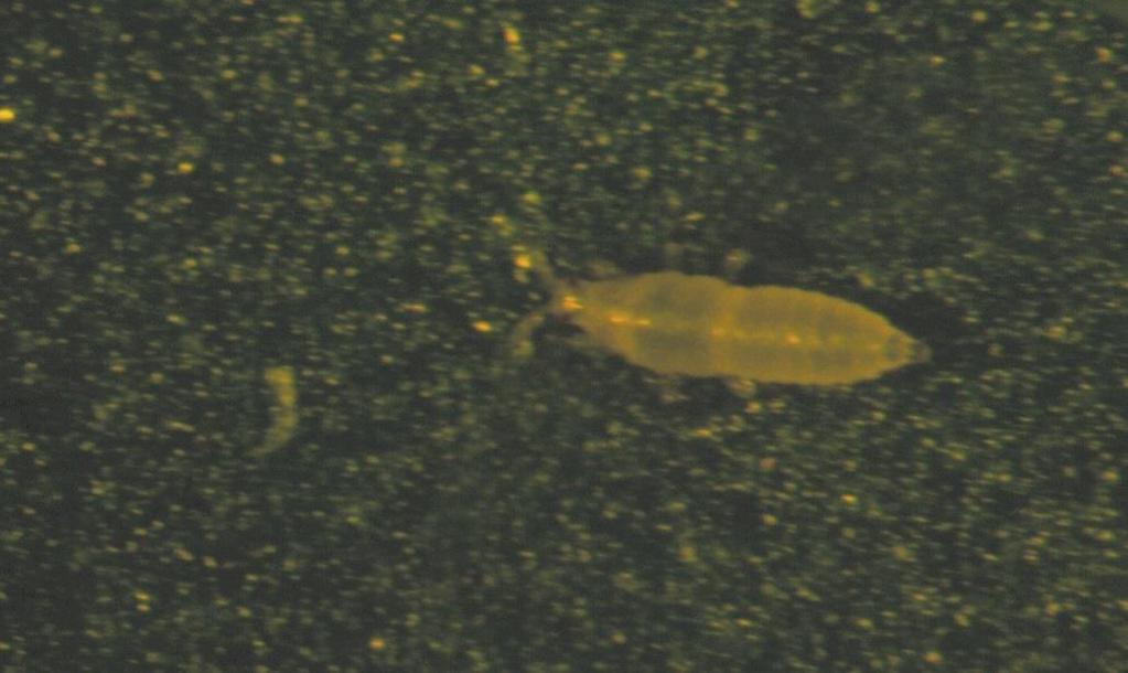 Frankliniella