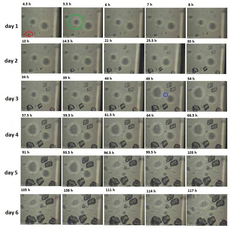 Εικόνα 6.2: Στιγμιότυπα οπτικής παρατήρησης της κρυσταλλικής ανάπτυξης CaCO 3 για SR initial =10.5, παρουσία δωδεκανίου (Τ=25 C). Στη συνέχεια, στο Διάγραμμα 6.