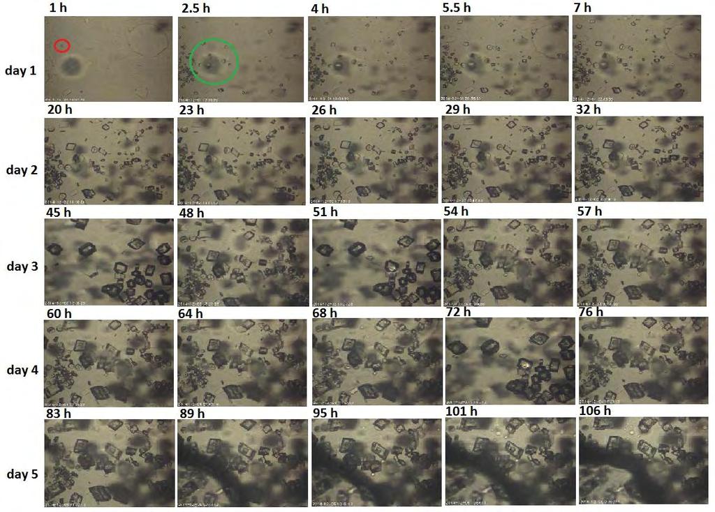 Εικόνα 6.3: Στιγμιότυπα οπτικής παρατήρησης της κρυσταλλικής ανάπτυξης CaCO 3 για SR initial =21.28, απουσία δωδεκανίου (Τ=25 C).