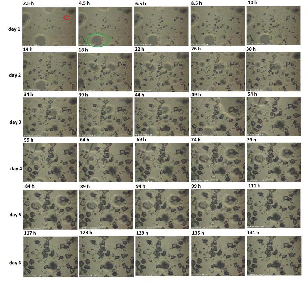 Εικόνα 6.6: Στιγμιότυπα οπτικής παρατήρησης της κρυσταλλικής ανάπτυξης CaCO 3 για SR initial =14.8, παρουσία δωδεκανίου (Τ=25 C). Στη συνέχεια, στα Διαγράμματα 6.7 και 6.