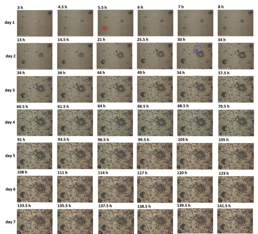 Εικόνες 6.29 και 6.30. Μάλιστα, παρατηρείται ότι η κρυσταλλική ανάπτυξη του CaCO 3 και το μέγεθος του κάθε κρυστάλλου εξαρτάται από το πλήθος των αναπτυσσόμενων κρυστάλλων εντός του δοκιμίου.