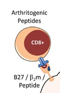 Αρθριτογόνο πεπτίδιο-μοριακή μίμηση (II) 1. Κατά την οντογένεση των CD8+ Τ κυττάρων στο θύμο, το HLA B27 συνδέει ασταθώς το (ίδιο) πεπτίδιο 2.