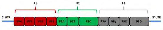 Απαρτίζεται από 60 αντίγραφα καθεμιάς από τις 4 δομικές πρωτεΐνες VP1, VP2, VP3 και VP4 και προστατεύει το γενωμικό RNA [3]. Εικόνα 1: Δομή ενός εντεροϊού από http://viralzone.expasy.