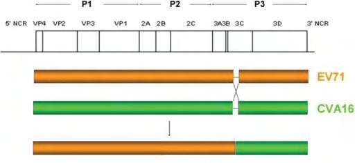 Εικόνα 4: Ανασυνδυασμός μεταξύ EV71 και CVA16 1.7 Φυλογενετικές αναλύσεις Οι εξελικτικές σχέσεις μεταξύ γονιδίων/οργανισμών μπορούν να αποκαλυφθούν μέσα από τα φυλογενετικά δέντρα.