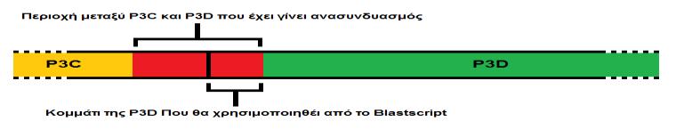 Εικόνα 29: Φυλογενετικό δέντρο της περιοχής P3D για τους Enterovirus C. Πρόβλημα με τη θέση του ανασυνδυασμού.