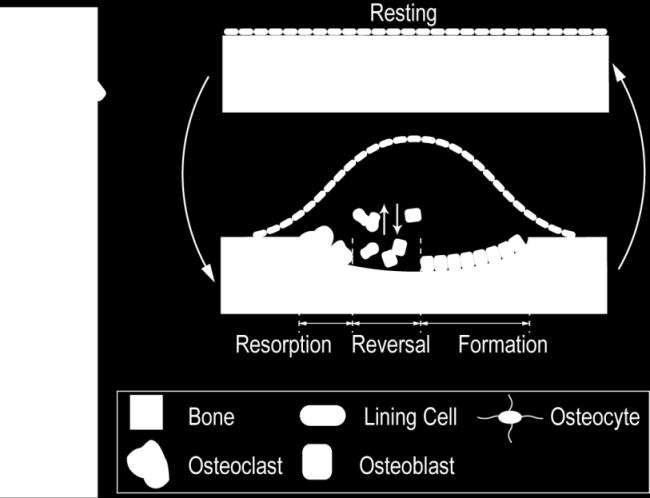 Pivonka 2012 (25) ) Οι ΒΠΜ παράγονται σε διαφορετικές φάσεις του κύκλου της οστικής ανακατασκευής από τις συντονισμένες δραστηριότητες των οστικών κυττάρων, σύμφωνα με τις οποίες οι οστεοβλάστες