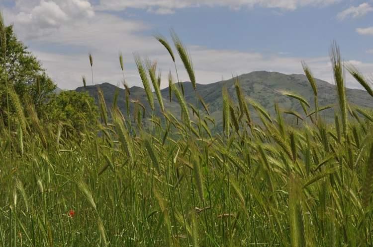 Οικολογία: Από τη χαμηλή έως την ψηλή ζώνη Ευδοκιμεί σε γόνιμα έως μέτρια γονιμότητας εδάφη Αρκετά ανταγωνιστικό είδος, εξαπλώνεται εύκολα