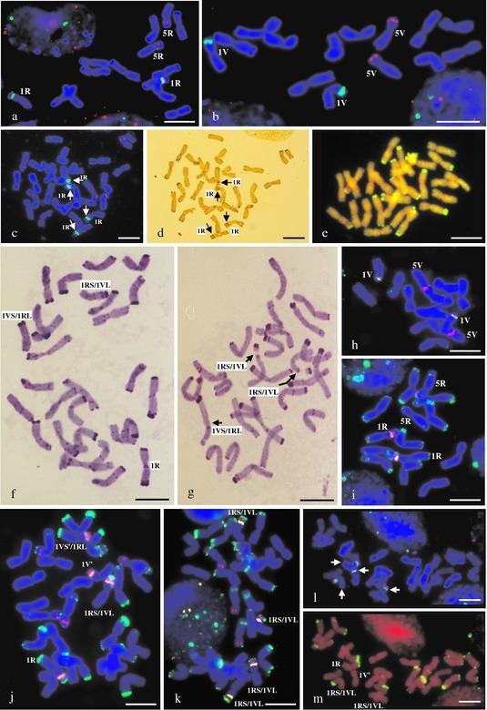 Το Dasypyrum villosum αναγνωρίστηκε ως είδος δυνητικά χρήσιμο για τη βελτίωση του σίτου Τα τελευταία χρόνια χρησιμοποιείται συνήθως ως μια σημαντική πηγή