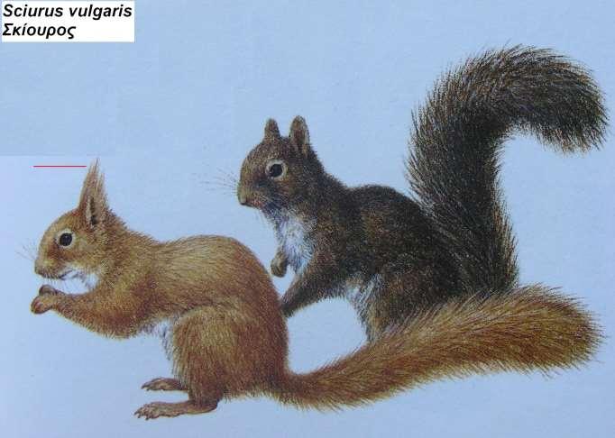 1. Σκίουρος Sciurus vulgaris 1.