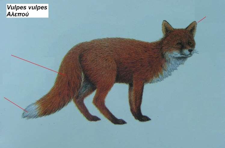 12. Αλεπού Vulpes vulpes 1.