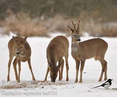 Capreolus