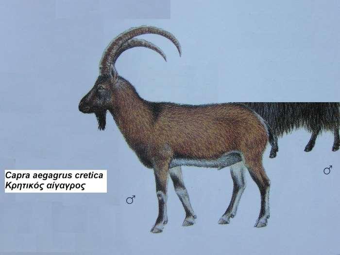 21. Κρητικός αίγαγρος Capra hircus cretica 1.