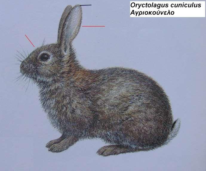 3. Αγριοκούνελο Oryctolagus cuniculus 1.