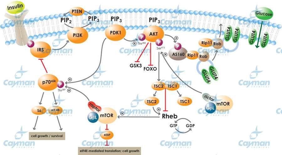Presentation title Date 34 Κοινά σημεία μεταξύ Alzheimer Disease (AD) και ΣΔ 2 Τα άτομα με ΣΔτ2 συχνά εμφανίζουν άνοια και ελαττωμένη γνωστική λειτουργία Οι ασθενείς με AD εμφανίζουν συχνά αντίσταση
