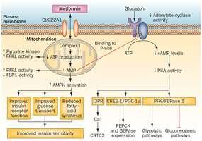 Metformin