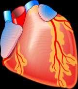Glucose Production