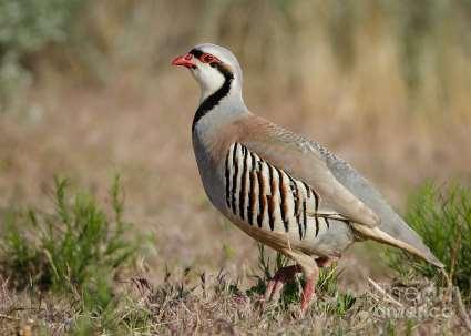 chukar 5.