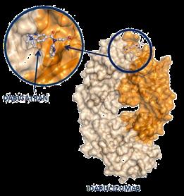 Idarucizumab: παράγοντας αναστροφής για δαβιγατράνη Humanized antibody (Fab) fragment Binding affinity for dabigatran ~350