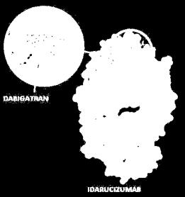 anticoagulant activity Idarucizumab Idarucizumab dabigatran complex eliminated within a few hours Adapted from Schiele F et