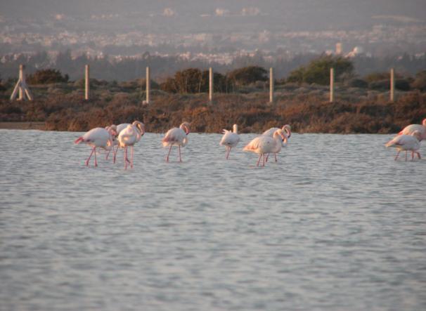 Κανάριοι Νήςοι Ζνασ παράδειςοσ για φυςιολάτρεσ τουρίςτεσ Γιατί όχι και η Κφπροσ; Στθν Κφπρο μπορεί να