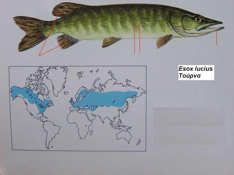 5. Τούρνα Esox lucius Περιγραφή κεφάλι και στόμα πολύ μεγάλα, σώμα μακρύ και στενό, κάτω σιαγόνα με μεγάλα δόντια, πάνω σιαγόνα με μικρά και πυκνά, μάτια μικρά