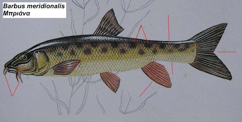 13. Μπριάνα Barbus meridionalis Περιγραφή σώμα επίμηκες με ελαφρώς κυρτή ράχη, 2 ζεύγη μυστάκων ράχη πρασινοκαστανή με σκούρες κάθετες λωρίδες στο πάνω