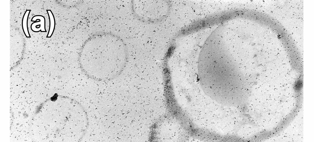 Όπως φαίνεται και στην εικόνα HRTEM (Σχήμα 27) η εστιασμένη νανοράβδος που σχηματίστηκε μετά από 50 ώρες άλεσης, αποτελεί μια ενδεικτική περίπτωση
