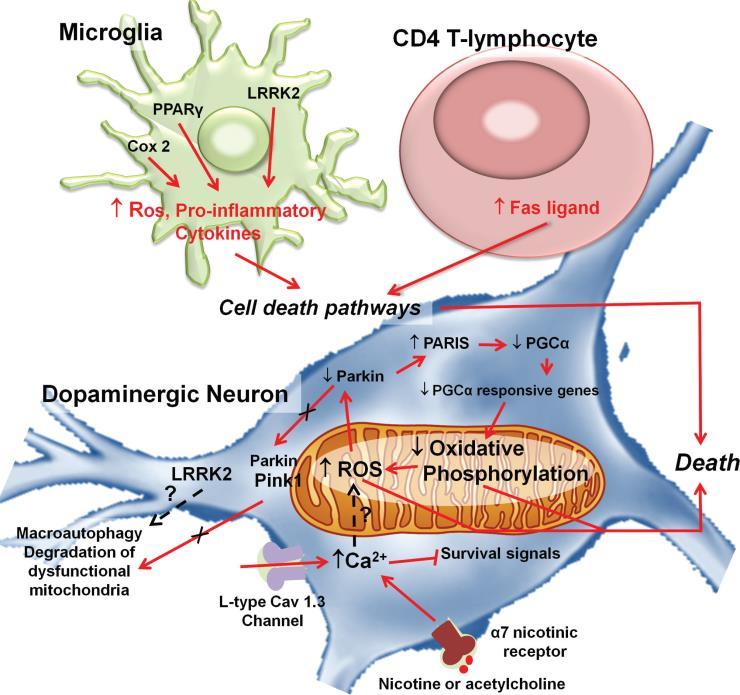 cell-autonomous and non-cell-autonomous mechanisms, that