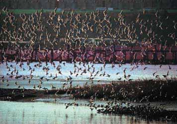 com Zogu i detit ngren folenë në shkëmbijtë dhe zhytet për të zënë peshq. Turmat e lejlekëve gjejnë ushqimin në grykëderdhjet e lumenjve. Andrew Ross/www.rspb-images.