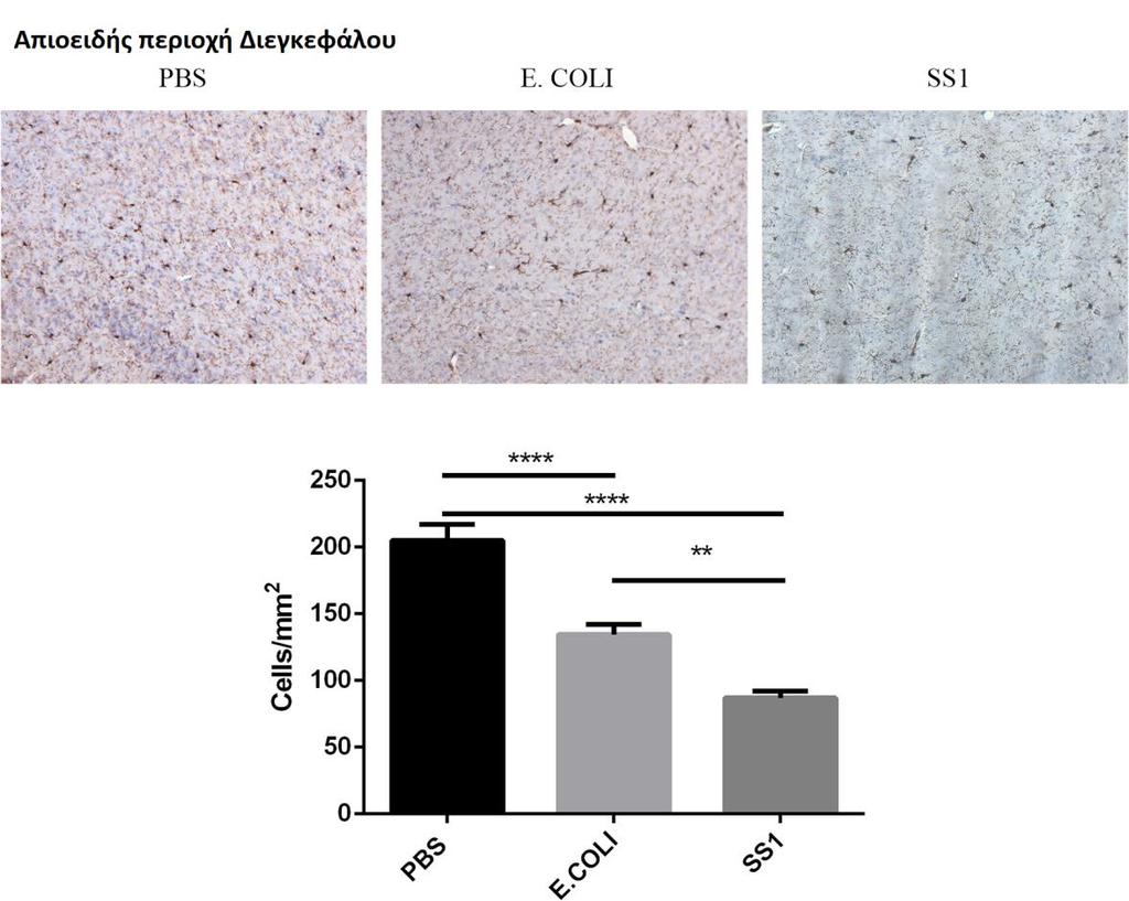 Εικόνα 6.11 Μελέτη του αριθμού IBA1+ κυττάρων στην απιοειδή περιοχή του διεγκεφάλου. (πάνω) αντιπροσωπευτικές περιοχές πειραματόζωων που έλαβαν αντιγόνο ΕΠ, αντιγόνο e.coli και PBS.