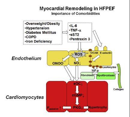 Παθοφυσιολογία HFpEF- Σημαίνων Ρόλος Γενικευμένης Δυσλειτουργίας Αρτηριακής και Στεφανιαίας Μακρο- και Μικροκυκλοφορίας Συστηματική προφλεγμονώδης κατάσταση (ΠΚ- κυτοκίνες) Γενικευμένη φλεγμονή