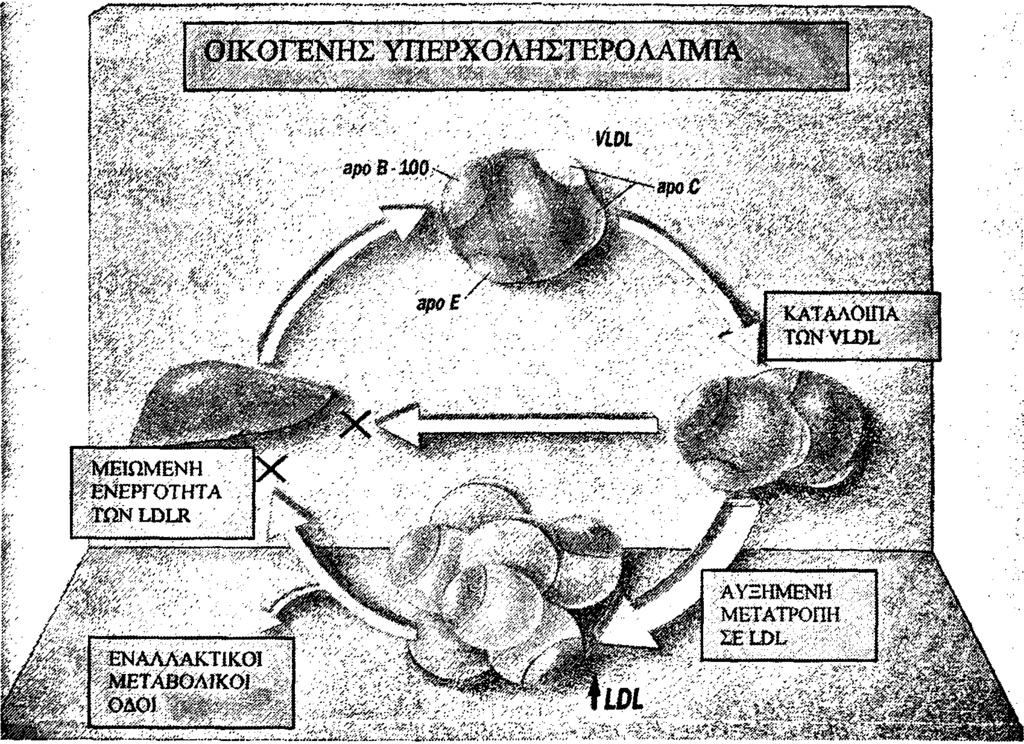 Σχήμα 3: Παθοφνσιολογία της οικογενούς υπερχοληστερολαιμίας Οι ίδιοι ερευνητές στη συνέχεια ανακάλυψαν μεταλλάξεις του γονιδίου που κωδικοποιεί τον LDLR, οι οποίες είναι υπεύθυνες για διαταραχές σε