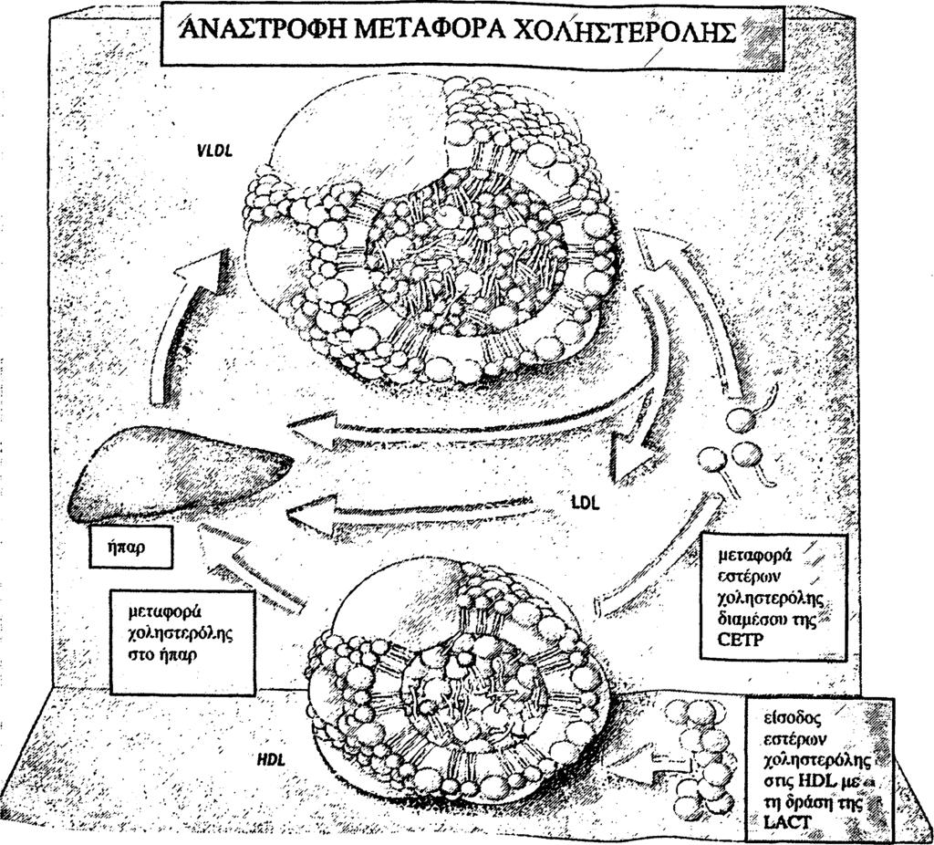 37 Τα ηπατοκύτταρα συνθέτουν και εκκρίνουν VLDL. Οι VLDL είναι πλούσιες σε τριγλυκερίδια και περιέχουν στο μόριο τους τις apo Β100 και Ε.