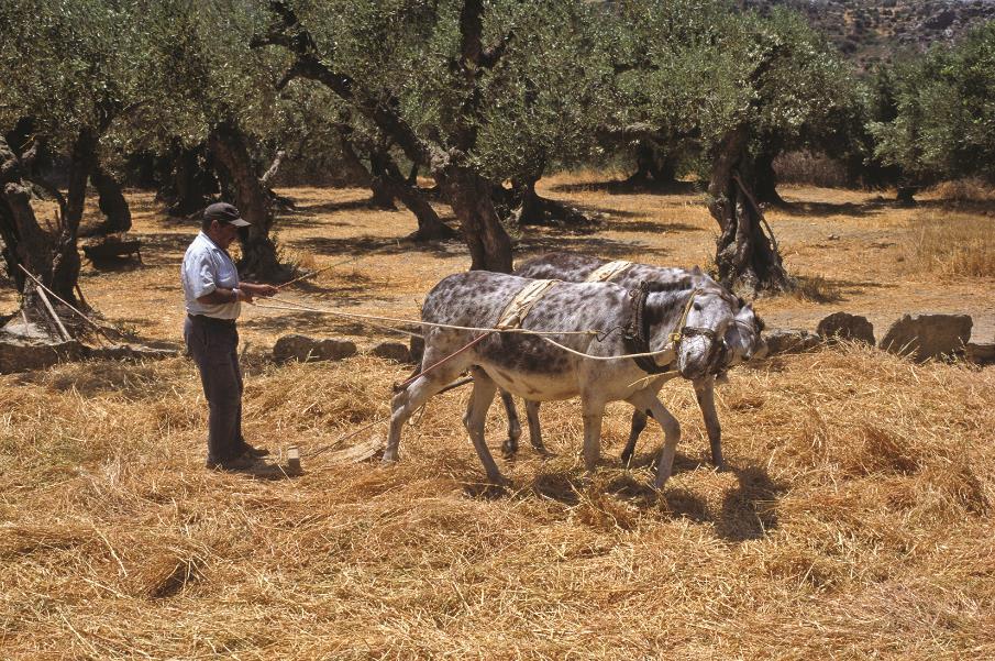 Πανίδα και χλωρίδα που