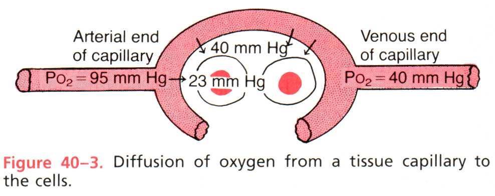 Διάχυση του Ο2 από τα τριχοειδή στα κύτταρα