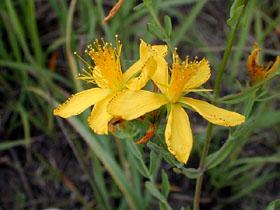 Εικόνα 3: Άνθη του Hypericum perforatum L [CalPhotos; Hypericum perforatum - St_ John's wort (Clusiaceae) - Plants of Hawaii - Thumbnail Images.