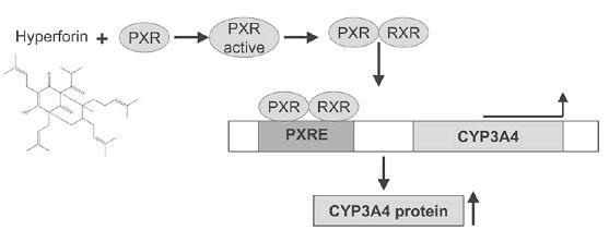 Σχήμα 6: Ενεργοποίηση του υποδοχέα του πρεγνανίου (PXR) από την υπερφορίνη και αύξηση της παραγωγής των ισοενζύμων του P450 [Meijerman 2006].