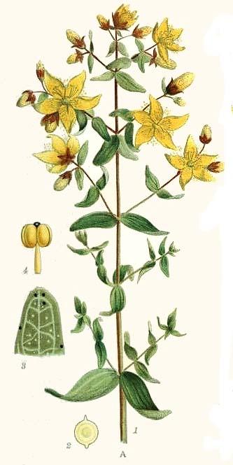 Hypericum perforatum Ονομασίες Η επιστημονική ονομασία του συγκεκριμένου φυτού είναι Hypericum perforatum. Άλλες βοτανικές ονομασίες που χρησιμοποιούνται είναι Hypericum vulgare (C. Bauh.
