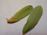 htm; Hypericum perforatum - St_ John's wort (Clusiaceae) - Plants of Hawaii