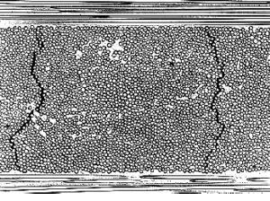 15 Εικόνα 2.4 Ρωγμές σε κάθετα στις ίνες σε στρώση 90 ο σε υλικό [0/90].