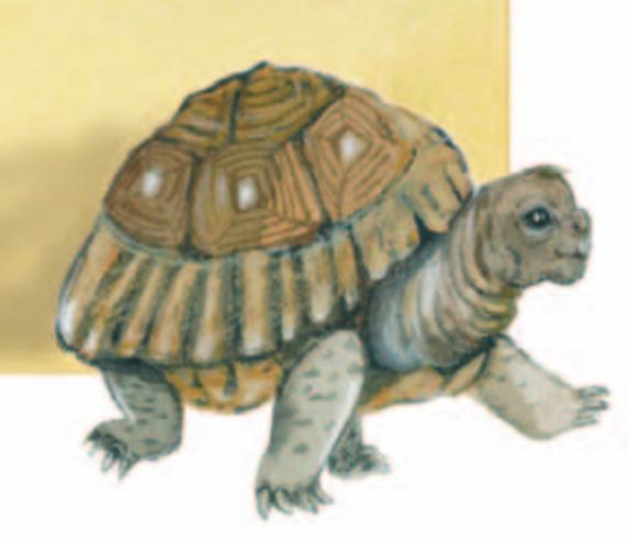 χελώνα. Υποθέτουμε ότι ο Αχιλλέας είναι χίλιες φορές ταχύτερος από τη χελώνα και ότι αυτή προηγείται, κατά την εκκίνηση του Αχιλλέα χίλια μέτρα.