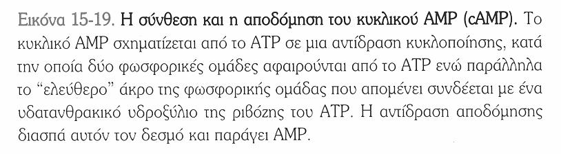 Σύστημα αδενυλικής κυκλάσης To camp παράγεται από ΑΤΡ μέσω της αδενυλικής κυκλάσης (ΑC). Αποικοδομείται από φωσφοδιεστεράσες (PDE).