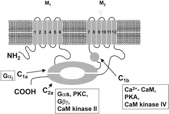 Ρύθμιση της Αδενυλoκυκλάσης Regulation of adenylyl cyclases.