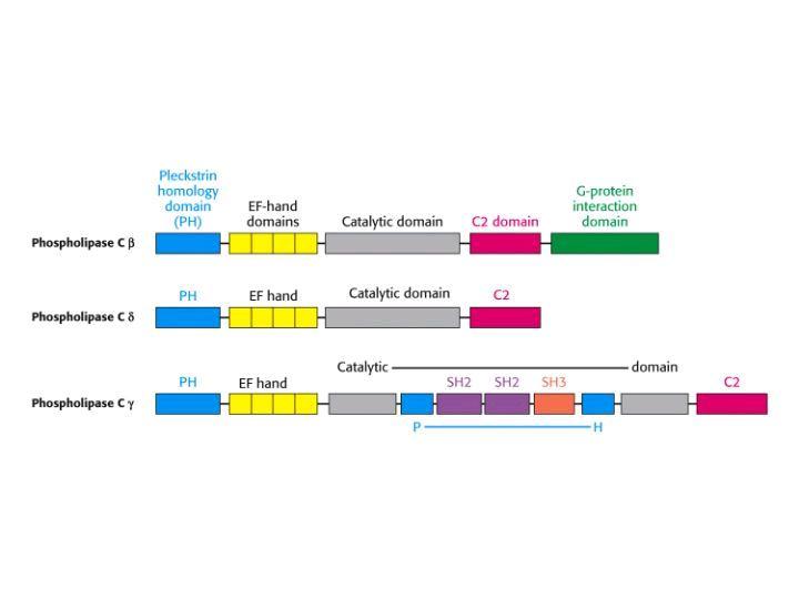 Δομικές περιοχές των PLC Υπάρχουν τουλάχιστον 13 ισομορφές PLC Κοινό τους χαρακτηριστικό είναι η παρουσία PH περιοχών που εξασφαλίζουν τη σύνδεση με φωσφορική φωσφατιδυλοϊνοσιτόλη Η περιοχή EF είναι