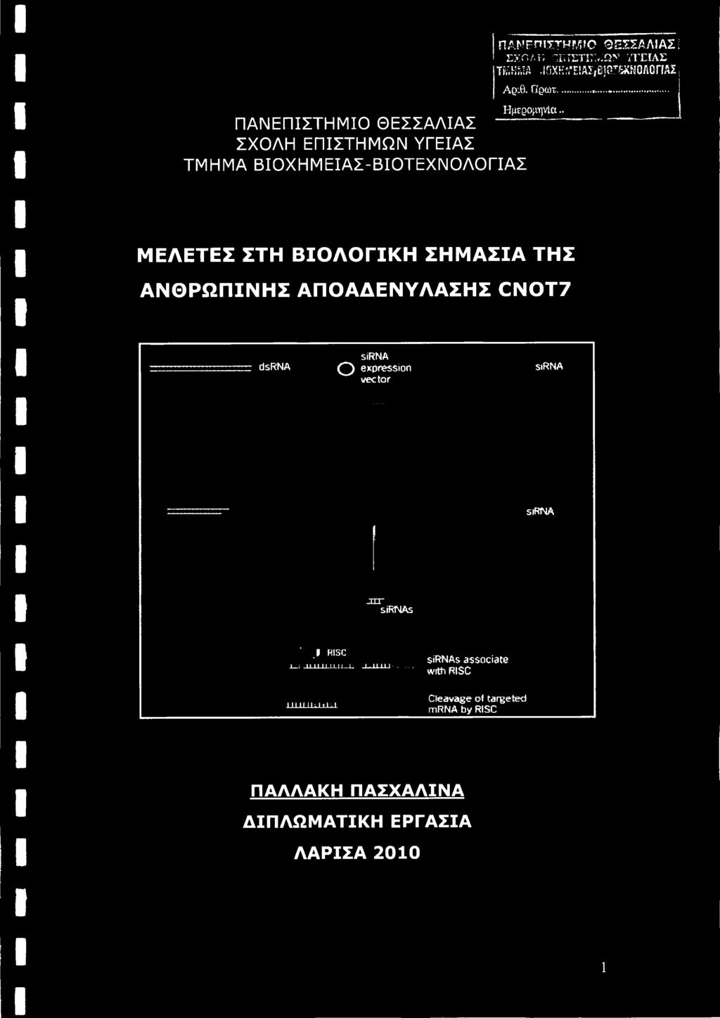 . ΜΕΛΕΤΕΣ ΣΤΗ ΒΙΟΛΟΓΙΚΗ ΣΗΜΑΣΙΑ ΤΗΣ ΑΝΘΡΩΠΙΝΗΣ ΑΠΟΑΔΕΝΥΛΑΣΗΣ CNOT7 dsrna sirna Ο expression vector SiRNA SiRfMA jrr