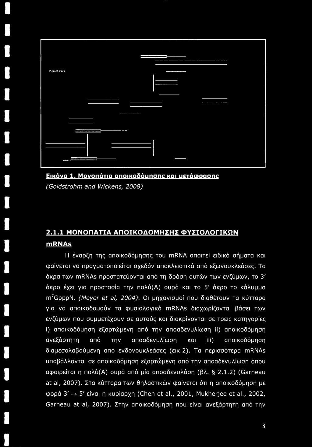 Τα περισσότερα mrnas υποβάλλονται σε αποικοδόμηση εξαρτώμενη από την αποαδενυλίωση όπου αφαιρείται η πολύ(α) ουρά από μία αποαδενυλάση (βλ. 2.1.2) (Garneau at al, 2007).