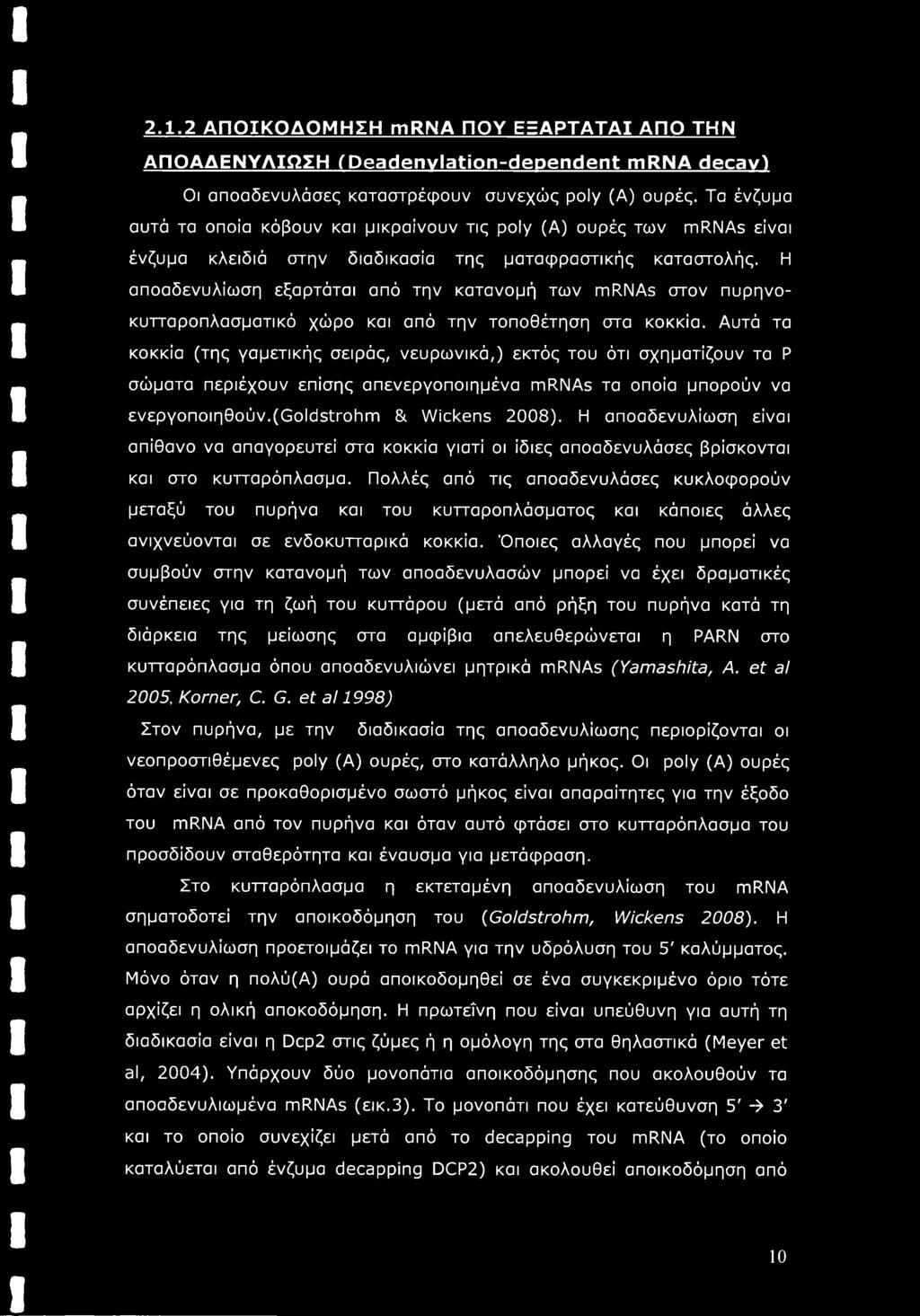 Η αποαδενυλίωση εξαρτάται από την κατανομή των mrnas στον πυρηνοκυτταροπλασματικό χώρο και από την τοποθέτηση στα κοκκία.