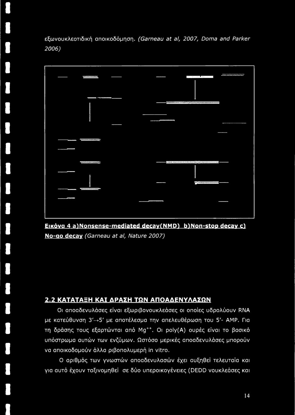 2 ΚΑΤΑΤΑΞΗ ΚΑΙ ΔΡΑΣΗ ΤΩΝ ΑΠΟΑΔΕΝΥΛΑΣΩΝ Οι αποαδενυλάσες είναι εξωριβονουκλεάσες οι οποίες υδρολύουν RNA με κατεύθυνση 3'-»5' με αποτέλεσμα την απελευθέρωση του 5'-