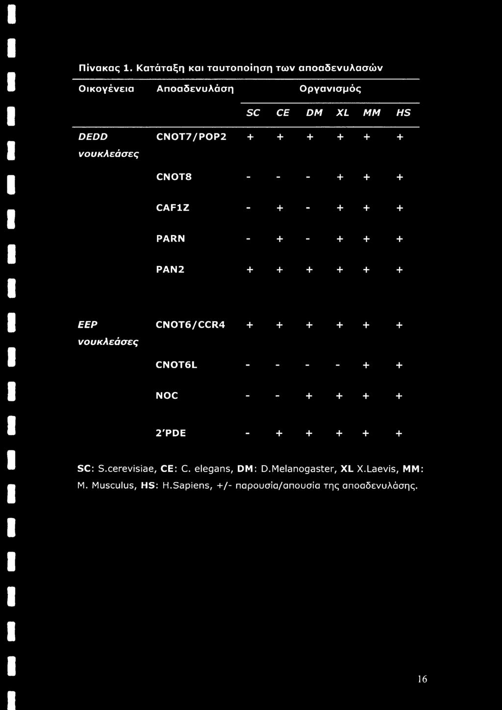 + + + + + + νουκλεάσες CNOT8 - - - + + + CAF1Z - + - + + + PARN - + - + + + ΡΑΝ2 + + + + + + ΕΕΡ CNOT6/CCR4 + +