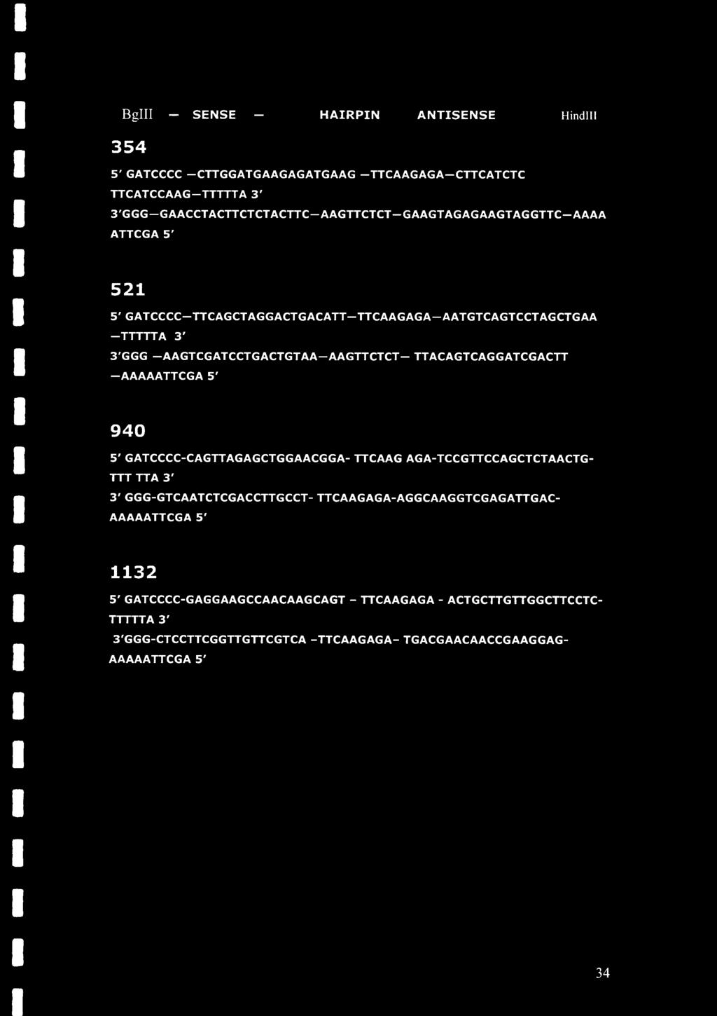 TTACAGTCAGGATCGACTT AAAAATTCGA 5' 940 5' GATCCCC-CAGTTAGAGCTGGAACGGA- TTCAAG AGA-TCCGTTCCAGCTCTAACTG- TTT TTA 3' 3' GGG-GTCAATCTCGACCTTGCCT-